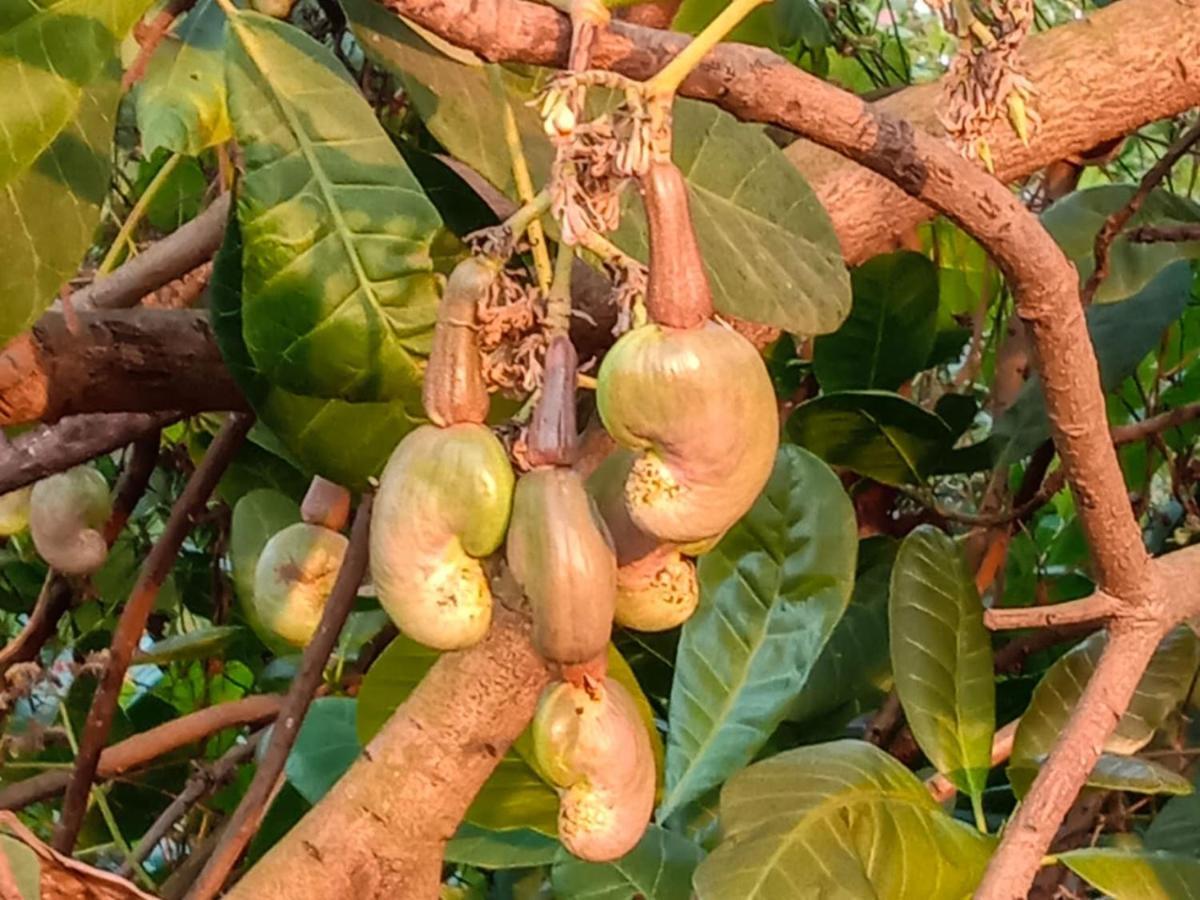 לינה וארוחת בוקר Bhom Aarya Farm מראה חיצוני תמונה